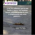 Denuncian el apedreamiento a un gato en La Glorieta