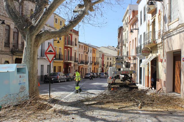 Ontinyent protegeix l’arbrat monumental del carrer Sant Antoni