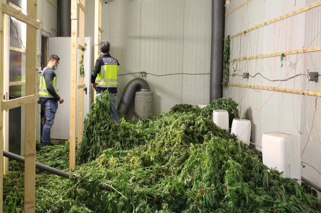Desmantelan una plantación de marihuana indoor con más de 4.600 plantas 