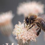 Fallece un ciclista al tragarse una abeja
