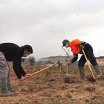 Albaida recupera los olmos con la plantación de más de 150 ejemplares 