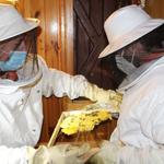Se multiplican los servicios por retirada de enjambres durante la pandemia