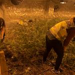 Intervienen más de 2.100 plantas de marihuana