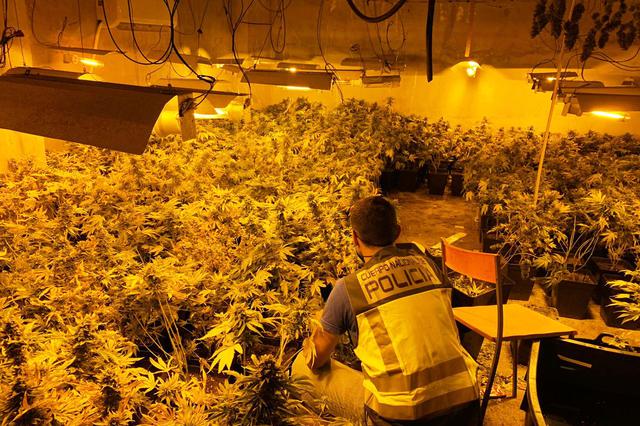 Desmantelan un laboratorio de plantas de marihuana
