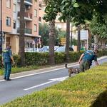 La Guàrdia Civil investiga amb un gos especialitzat l'enverinament de gossos a Ontinyent