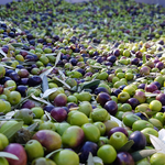 La humedad de 2021 perjudica la campaña de la aceituna y se recogen 510.000 kilos menos 