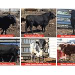La Paloma y Hermanos Navarro Morell, ganaderías del Bou de la Purísima 2022