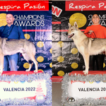 Alfa, el perro lobo checoslovaco ontinyentí, mejor macho de la Exposición de Valencia