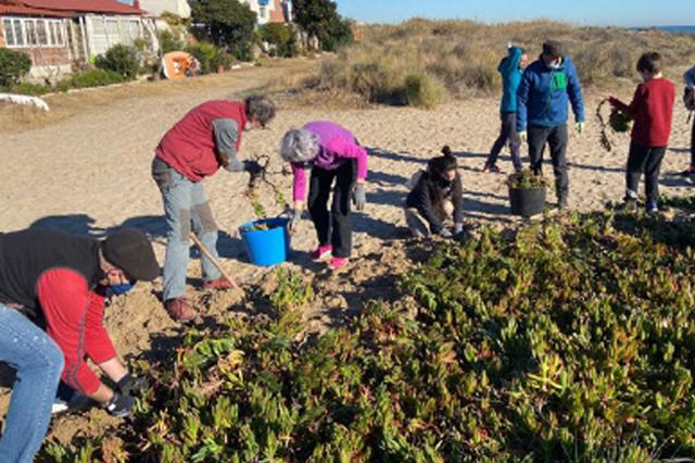 Restauran el hábitat del chorlitejo patinegro para la época de cría 