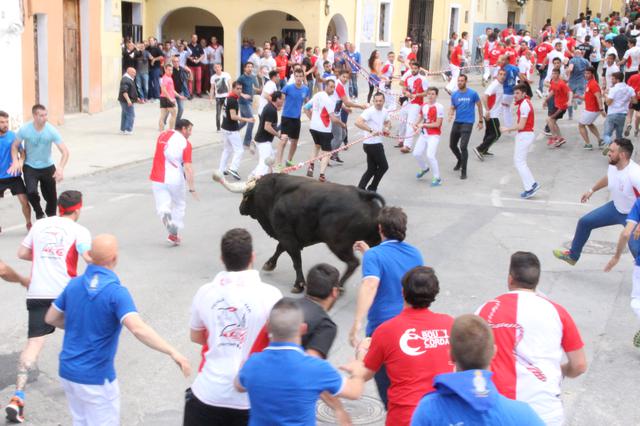 Ontinyent viurà el bou de les Penyes el 7 de maig  
