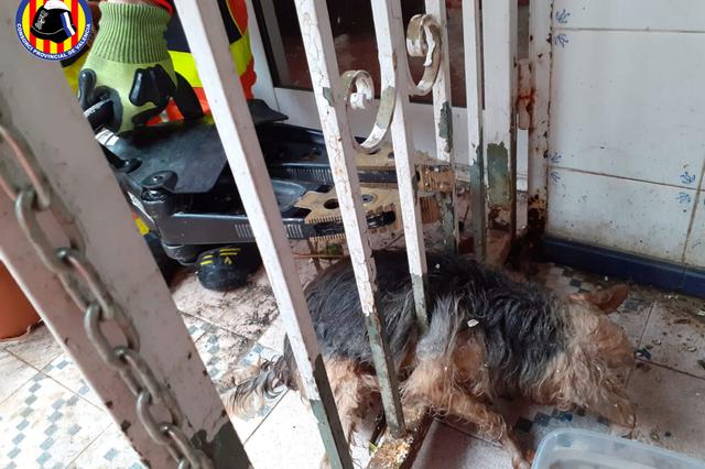 Rescatan un perro atrapado en una reja