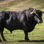 “Davidiano”, ejemplar de Juan Pedro Domecq para el Bou de les penyes