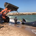 Retiren una balena de Tavernes de la Valldigna