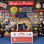 Éxito para el perro lobo checoslovaco ontinyentí, Alfa, en la Exposición de Castellón