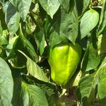 El consum dels primers aliments d’origen americà a Ontinyent: pimentons i tomates