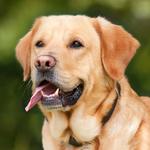 El mejor amigo del perro