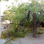 El vent deixa més de 20 incidències a Ontinyent 