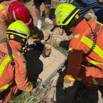 Dos gossos rescatats després de dos setmanes desapareguts