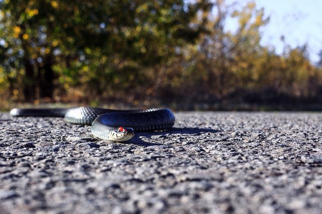Encuentran una serpiente en plena vía pública en Ontinyent