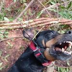 Investigan la muerte de un perro con lazos trampa en l'Olleria