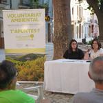 Talan una palmera de la rotonda de los Moros y Cristianos de Ontinyent por el picudo