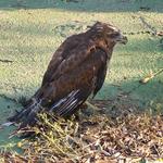 Troben una àguila en la piscina d'una caseta d'Ontinyent