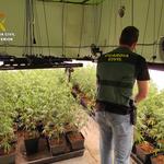 Desmantellen una plantació de marihuana