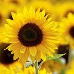 Fontanars dels Alforins organiza una quedada para fotografiar girasoles