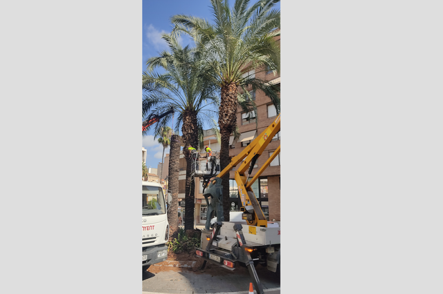 Talan una palmera de la rotonda de los Moros y Cristianos de Ontinyent por el picudo