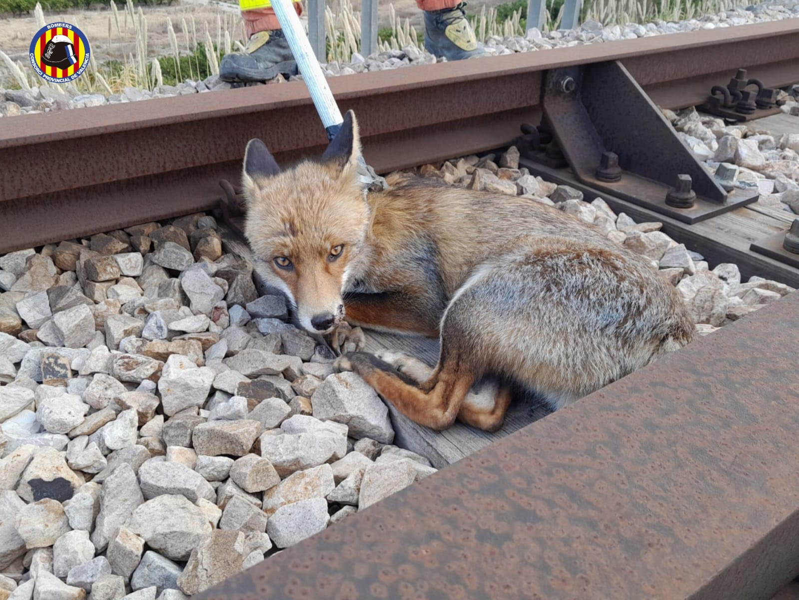 El zorro, en la vía el tren