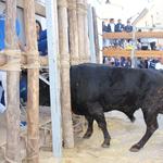 L'Embolà inicia els festejos del "bou en corda" en Ontinyent