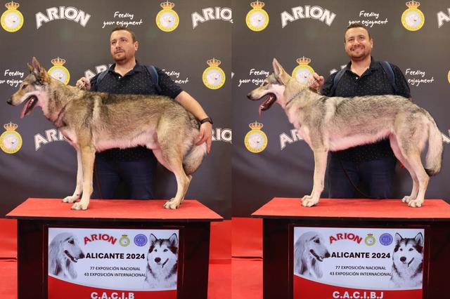 Los perros lobo checoslovacos de Ontinyent que triunfan en Alicante