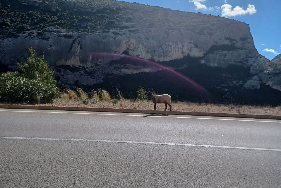 Ovella de la CV81 entre Bocairent i Ontinyent