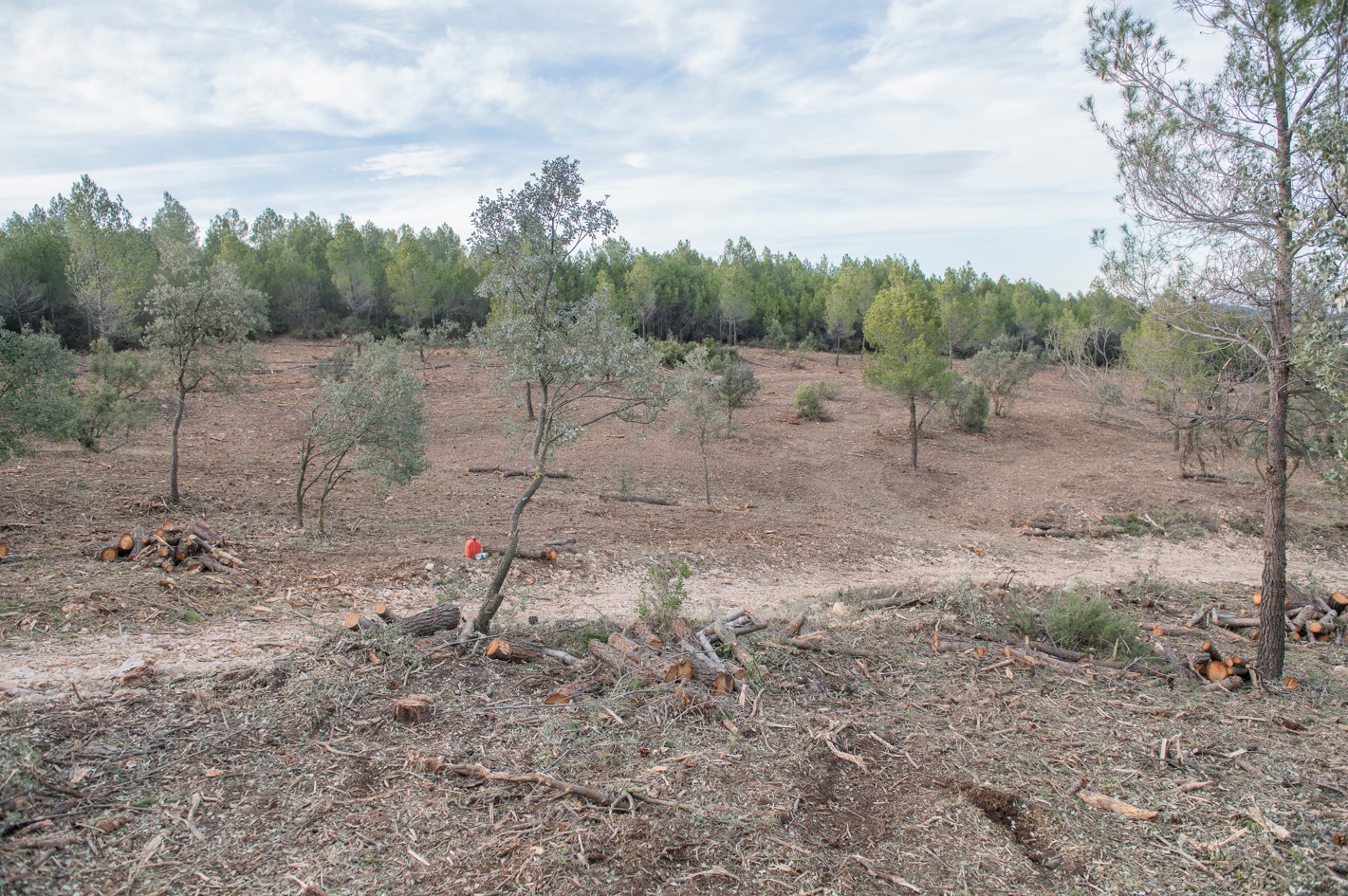 Trabajos forestales en la sierra Mariola