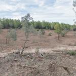 Bocairent lleva realiza trabajos forestales en la sierra Mariola
