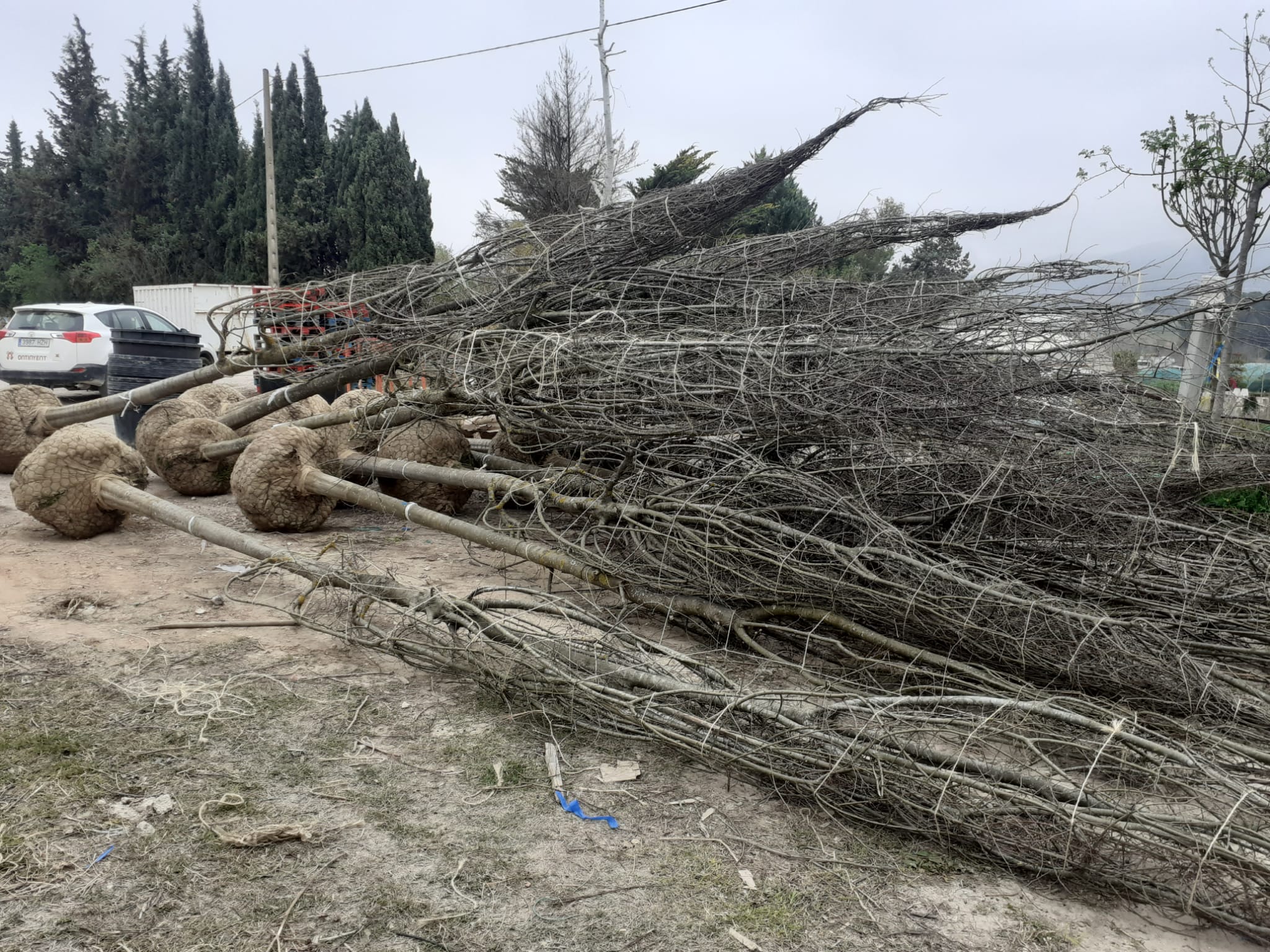 Arbres per a l'avinguda Almaig, Ontinyent