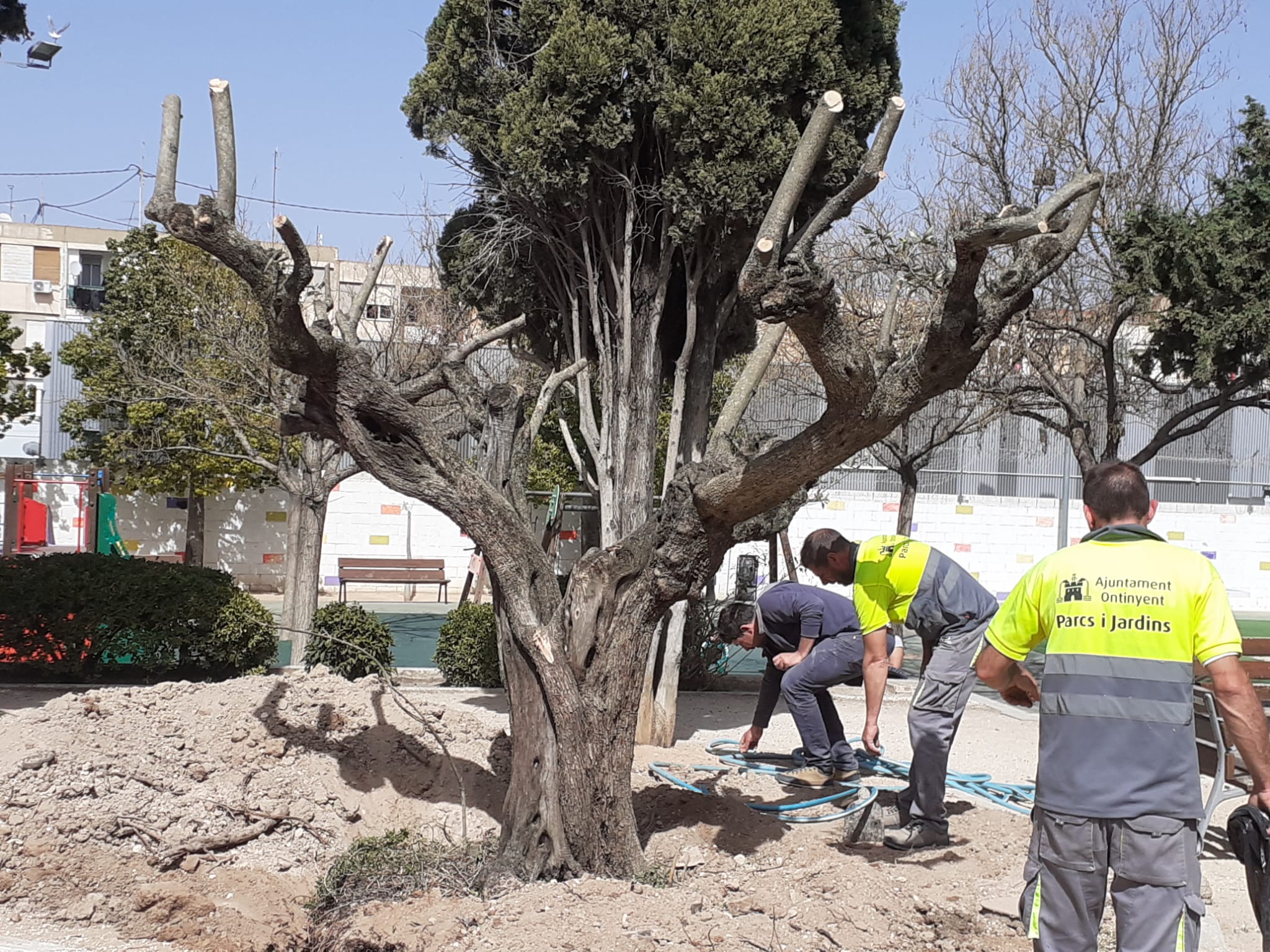 Oliveres transplantades a Ontinyent