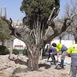 Ontinyent recupera 5 oliveres 