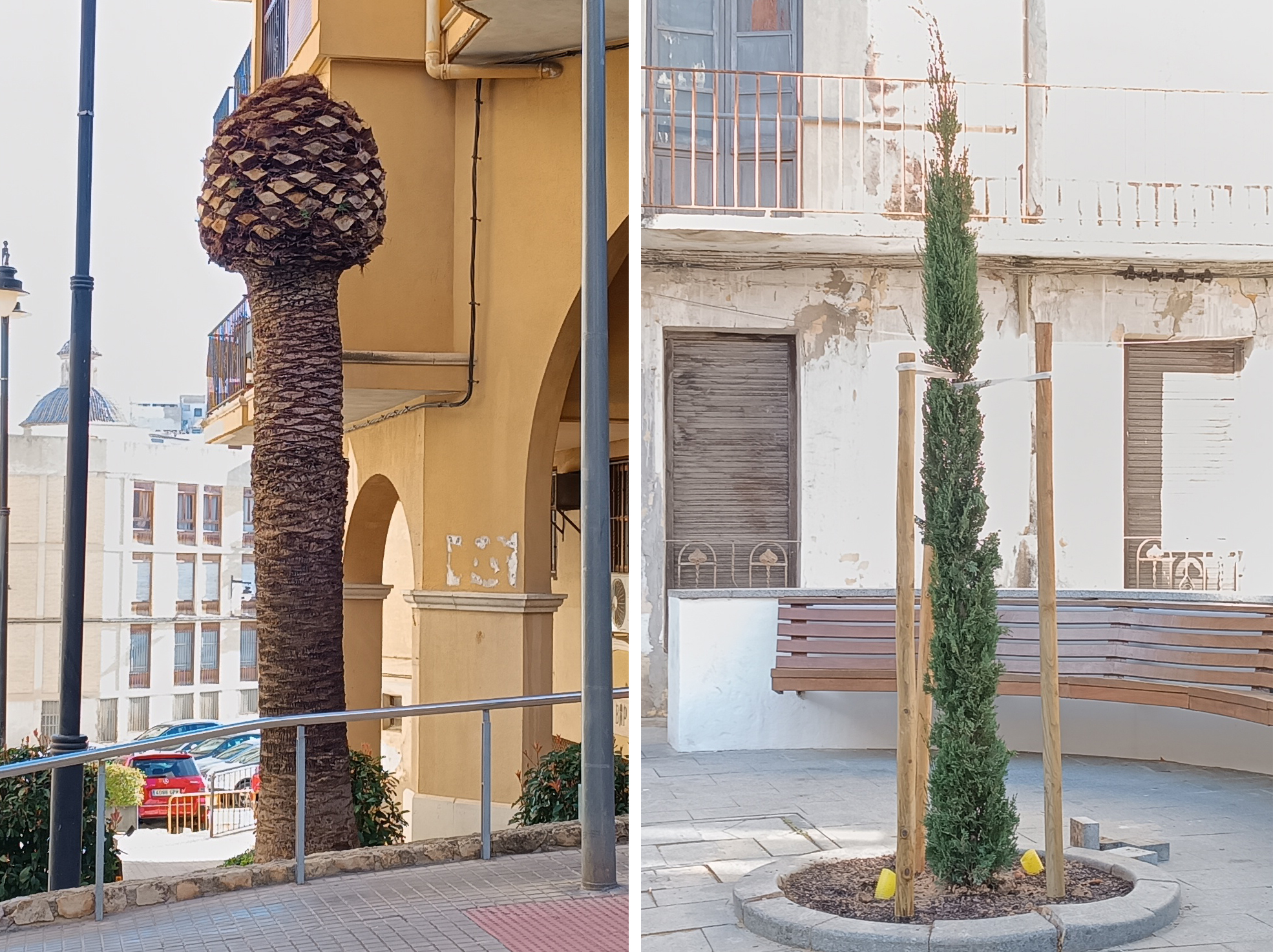 Palmeras en Ontinyent afectadas por el picudo