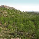 La Diputació asigna 8 millones de euros para gestión forestal y prevención de incendios