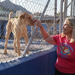 La Comunitat Valenciana, contra l'abandó animal