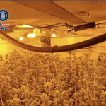 Un xalet d'Ontinyent, utilitzat per una banda albanesa per a cultivar marihuana