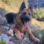 Muere un perro en Ontinyent envenenado 
