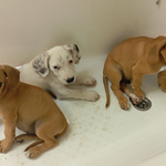 Denuncian el abandono de una camada de cachorros en Ontinyent