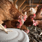 Las más de 1.000 gallinas de Ontinyent no se libran del confinamiento 