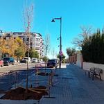 Ontinyent refuerza las zonas de sombra con 38 nuevos árboles