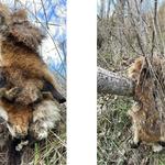 Troben a una rabosa morta i amb una pota seccionada