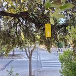 Ontinyent conclou el Festival de Primavera amb alta afluència de públic