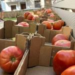 Gran èxit de participació en la 2a edició del Concurs de Tomata d’Ontinyent
