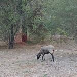 Dos anys de l'ovella que viu en la carretera entre Bocairent i Ontinyent